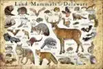 Land Mammals of Delaware poster print