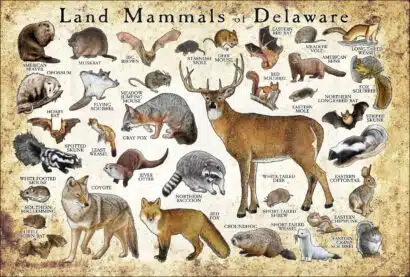 Land Mammals of Delaware poster print