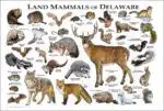Mammals of Delaware poster prints
