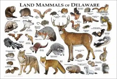 Mammals of Delaware poster prints
