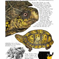 Eastern Box Turtle Poster