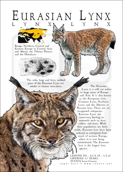 Eurasian Lynx Poster