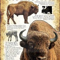 European Bison Poster