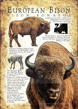 European Bison Poster