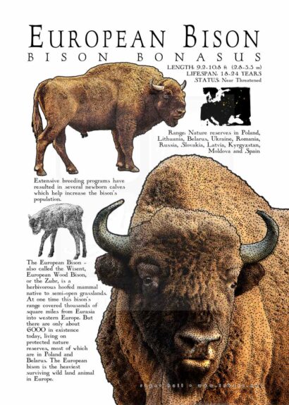 European Bison Poster