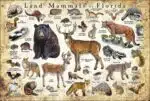 Land Mammals of Florida