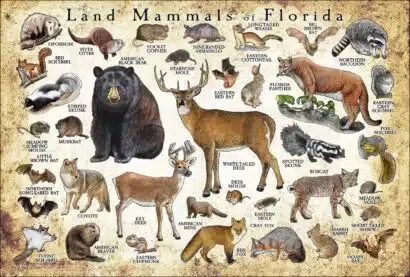 Land Mammals of Florida