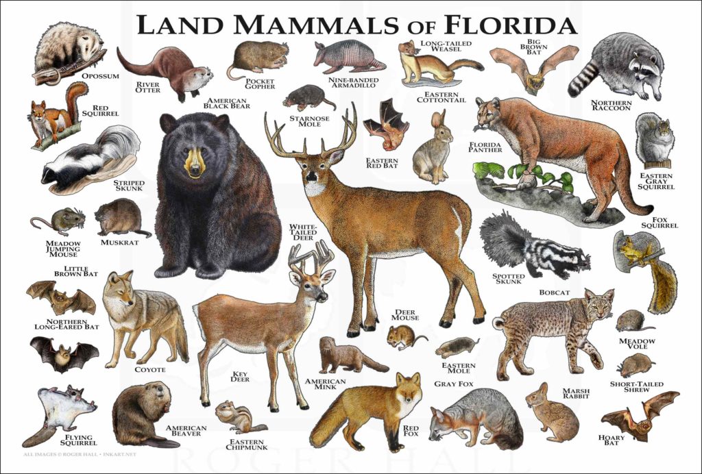 Land Mammals of Florida Poster Print