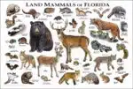 Land Mammals of Florida poster