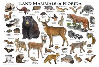Land Mammals of Florida poster
