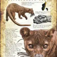 Infographic of the Fossa
