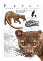 Infographic of a Fossa