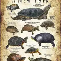 Freshwater Turtles of New York poster print