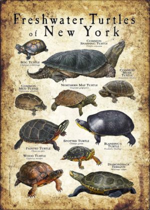 Freshwater Turtles of New York poster print