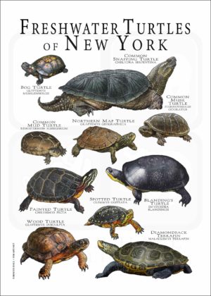 Freshwater Turtles of New York poster print