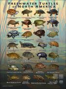 Turtles of North America poster