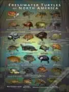 Turtles of North America poster