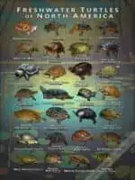Turtles of North America poster