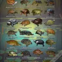 Turtles of North America poster