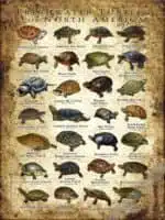 Freshwater Turtles of North America Poster Print - Image 2