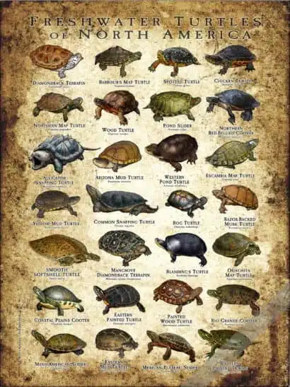 Freshwater Turtles of North America Poster Print - Image 2