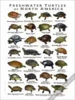Freshwater Turtles of North America Poster Print - Image 3