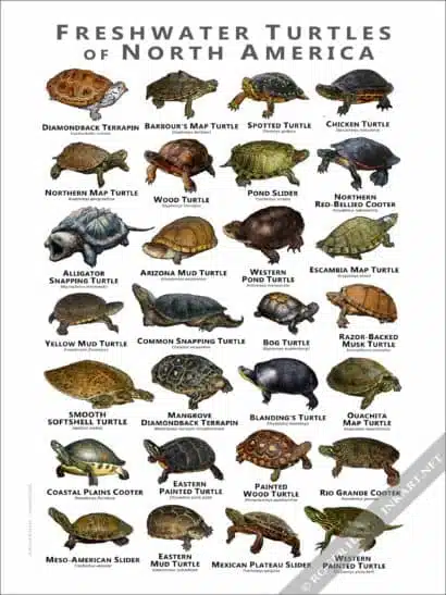 Freshwater Turtles of North America Poster Print - Image 3