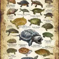 Freshwater Turtles of Texas poster