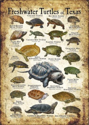 Freshwater Turtles of Texas poster