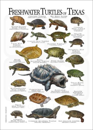 Freshwater Turtles of Texas poster WHITE VERION