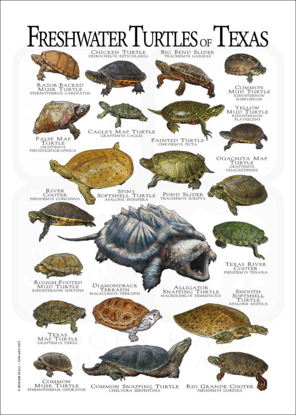 Freshwater Turtles of Texas poster WHITE VERION