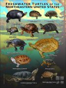 Freshwater Turtles of the Northeastern US poster