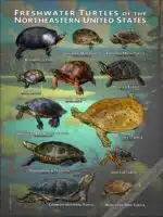 Freshwater Turtles of the Northeastern US poster