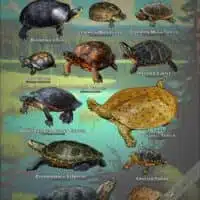 Freshwater Turtles of the Northeastern US poster