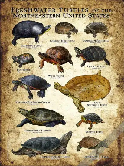Freshwater Turtles of the Northeastern US Poster Print - Image 3