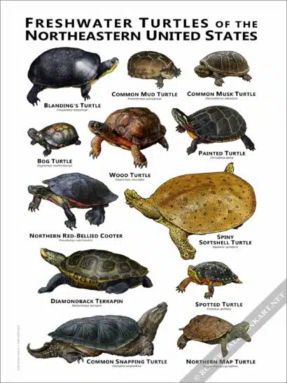 Freshwater Turtles of the Northeastern US Poster Print - Image 2
