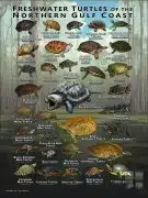 Freshwater Turtles of the Northern Gulf Coast Poster Print