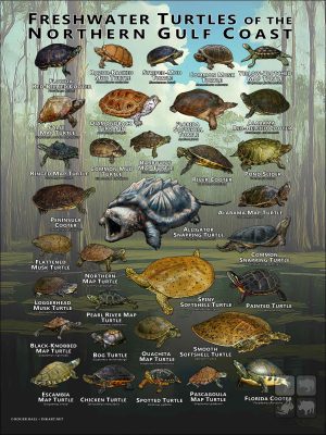 Freshwater Turtles of the Northern Gulf Coast poster