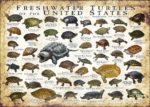 Freshwater Turtles of the United States poster print