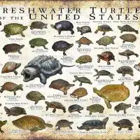 Freshwater Turtles of the United States poster print