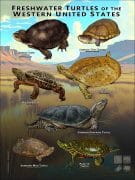 Freshwater Turtles of the Western US poster