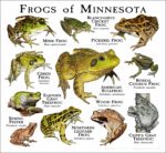 Frogs of Minnesota print