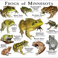 Frogs of Minnesota print