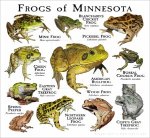 Frogs of Minnesota print