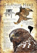 Galapagos Hawk Poster