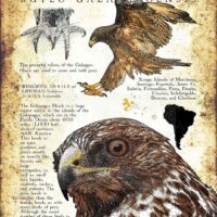 Galapagos Hawk Poster