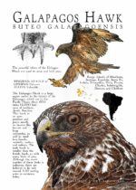 Poster of a Galapagos Hawk