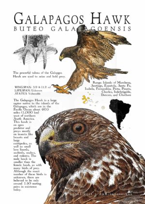 Poster of a Galapagos Hawk