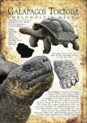 Galapagos Tortoise Poster