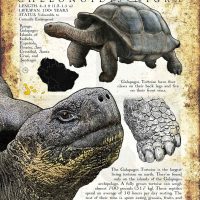 Galapagos Tortoise Poster